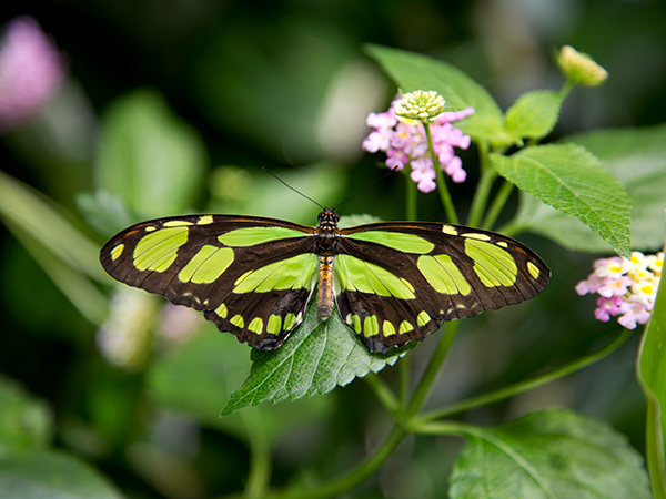 LIVING CONSERVATORY